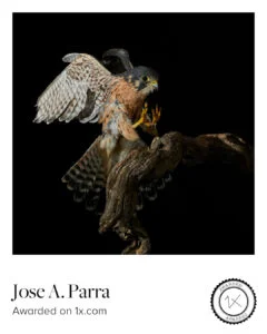 1x Award joseaparra birds nature photography pict art joseaparra photographer artist