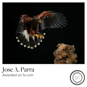 1x Award Birds Nature pict art joseaparra photographer artist