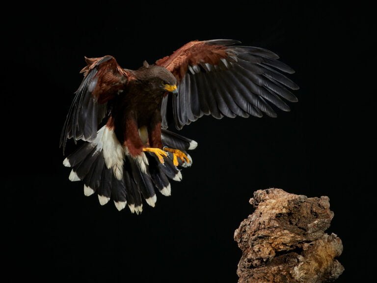 Landing birds hawk pict art joseaparra photographer artist