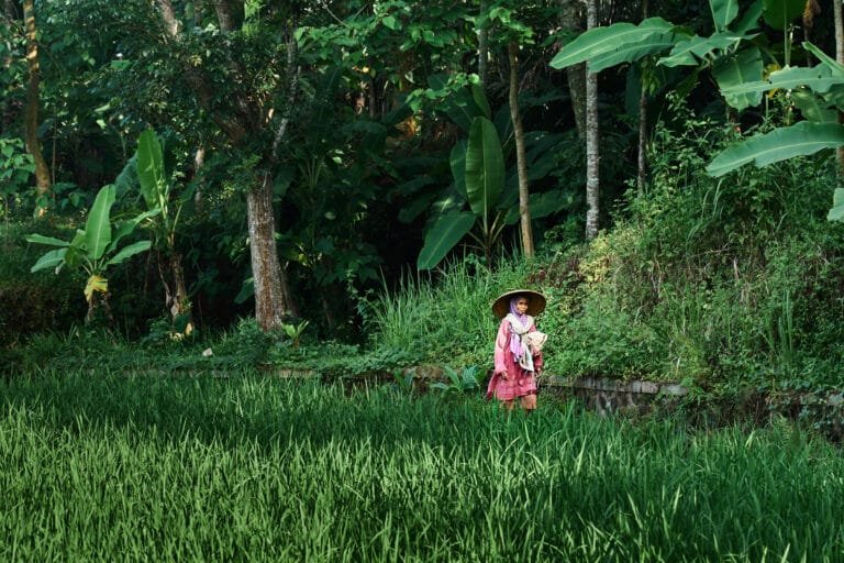 Indonesian Woman in rice fields indonesia documentary photographer joseaparra